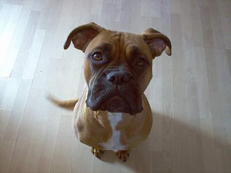 Blanding af racer Bertha billede 1