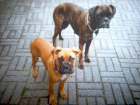 Blanding af racer Bertha billede 6