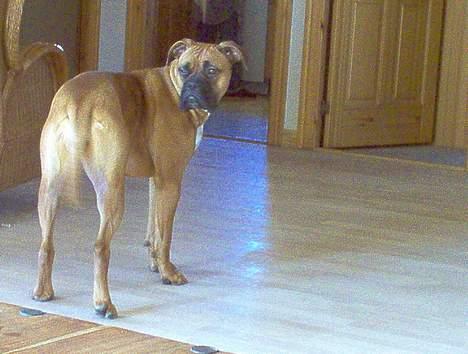 Blanding af racer Bertha billede 5