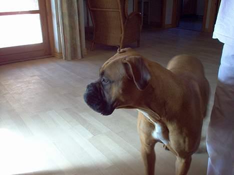 Blanding af racer Bertha billede 4