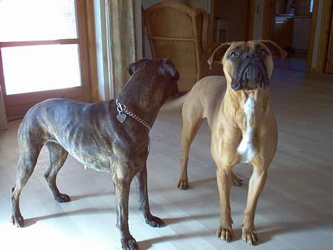 Blanding af racer Bertha billede 3