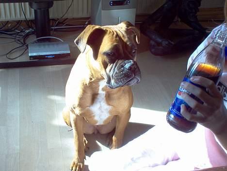 Blanding af racer Bertha billede 2