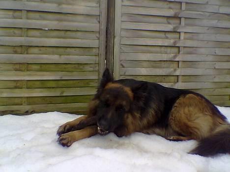 Schæferhund Bamse Heok´s Marko RIP - helt færdig efter 1½times leg billede 7