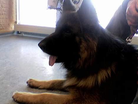 Schæferhund Bamse Heok´s Marko RIP - min bamse ved dyrlægen den 4.marts inden han skal blive tød ;o( billede 8