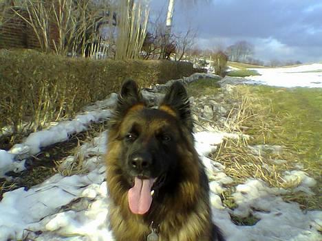 Schæferhund Bamse Heok´s Marko RIP - daaaaamn dejligt det her  billede 9