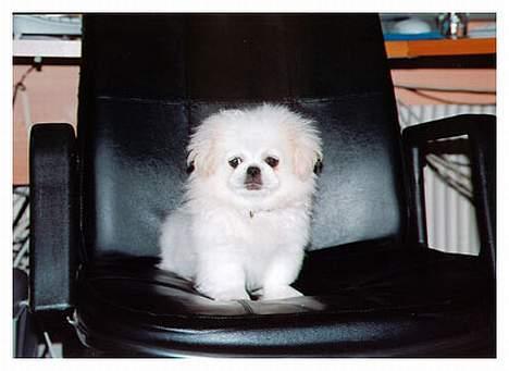 Pekingeser Thues Aicha - Jeg sidder på fars plads, og intet kan få mig væk.. Æhh var det madskålen der sagde noget, nu kommer jeg... billede 2