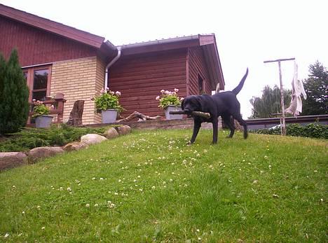Labrador retriever Trille *SOLGT* billede 9