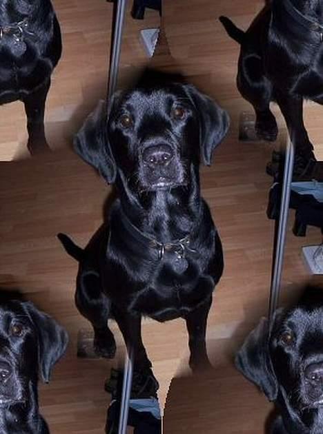 Labrador retriever Trille *SOLGT* billede 10