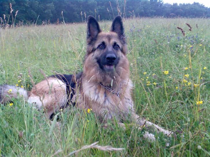 Schæferhund Cia - Nyeste billed d. juli -07 billede 1