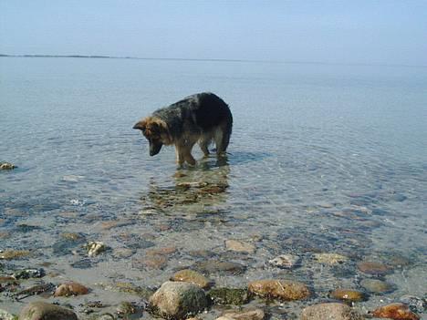 Schæferhund Cia - Jeg elsker bare at bade... billede 2