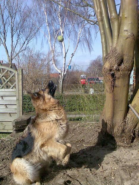 Schæferhund Cia - EN FORÅRSDAG.07 billede 3