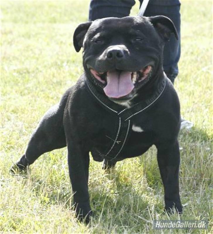 Staffordshire bull terrier Manse billede 11