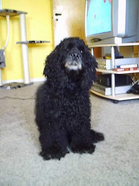 Amerikansk cocker spaniel Charlie (død) billede 1