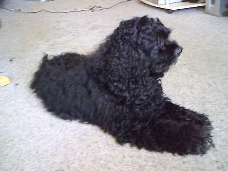 Amerikansk cocker spaniel Charlie (død) billede 2