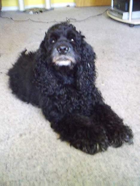 Amerikansk cocker spaniel Charlie (død) billede 3