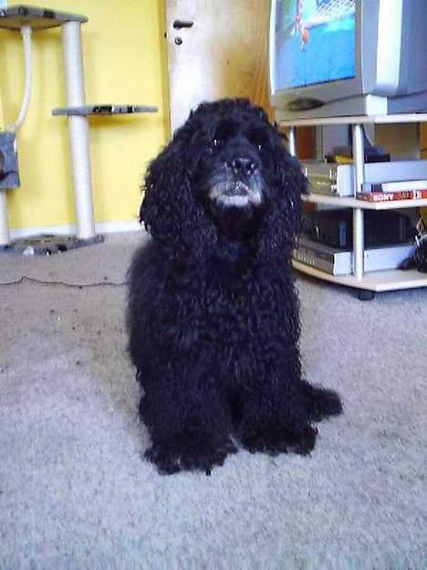 Amerikansk cocker spaniel Charlie (død) billede 5