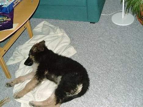 Schæferhund Cia - *skønt at sove...* billede 4