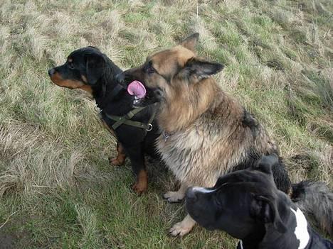 Schæferhund Cia - 1,2,3....løb....2007 billede 5