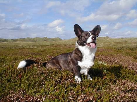 Welsh corgi cardigan Fie (aflivet dec 06) - Fie på ferie ved Søndervig billede 1