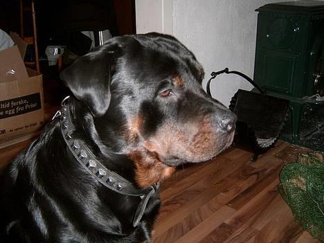 Rottweiler Rocky - Hov.... Hvad har du der mor???? billede 1