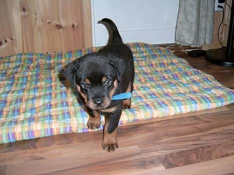Rottweiler Rocky - Så nydelig var jeg, da mor og far hentede mig. billede 3