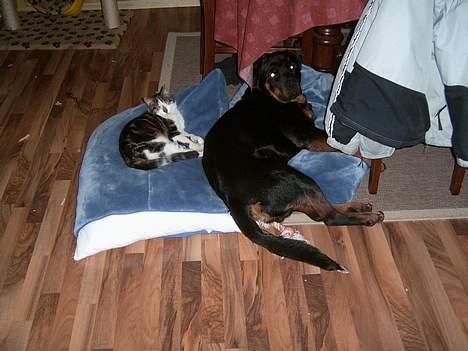 Rottweiler Rocky - Mig og Katten Pysmis, Vi kan godt enes, når vi vil..... billede 4
