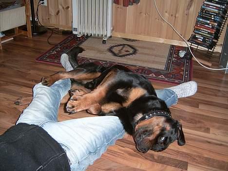 Rottweiler Rocky - Jeg vandt.... Tror jeg! billede 5