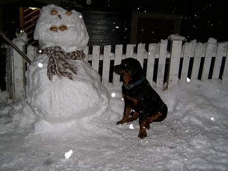 Rottweiler Rocky - Tror du, jeg vil få ballade, hvis jeg lige hopper op og smager lidt på den der "næse"? billede 6