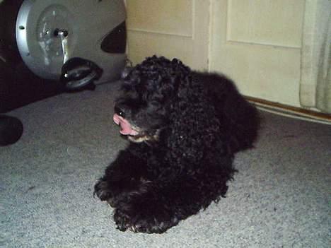 Amerikansk cocker spaniel Charlie (død) billede 8