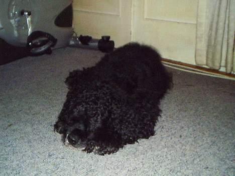 Amerikansk cocker spaniel Charlie (død) billede 9