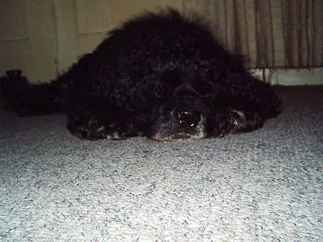 Amerikansk cocker spaniel Charlie (død) billede 10