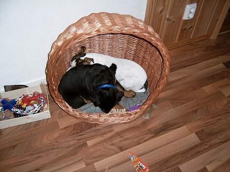 Rottweiler Rocky - Mig og Vabber... Dengang jeg var så lille, at vi begge kunn ligge i kattens seng billede 7