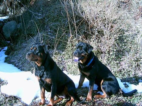 Rottweiler Rocky - Mig og min veninde Zitara. Supermodeller in Action.... billede 8