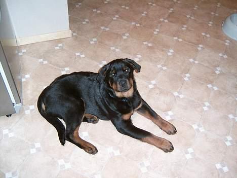 Rottweiler Rocky - Her er jeg ca. 3-4 mdr.... billede 9
