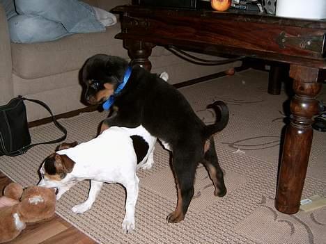 Rottweiler Rocky - Jeg var mindst... Det var dengang billede 10