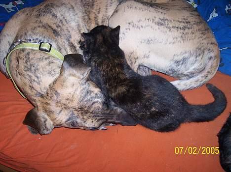 Grand danois Kørup´s Anastacia  - missen lægger og bokser i hende billede 7