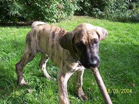 Grand danois Kørup´s Anastacia  - ov en stor pind billede 8