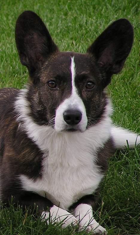 Welsh corgi cardigan Fie (aflivet dec 06) billede 2