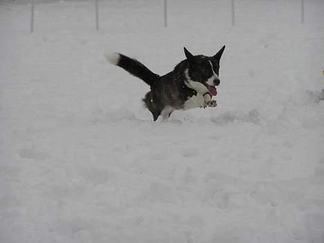 Welsh corgi cardigan Fie (aflivet dec 06) - Fie i hopla i sneen billede 3