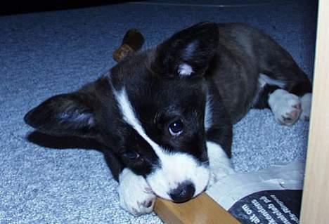 Welsh corgi cardigan Fie (aflivet dec 06) billede 4