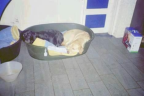 Labrador retriever Kelly - Kelly og Jumbo billede 6