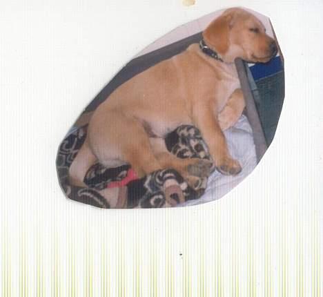 Blanding af racer Jumbo - Jumbo som baby, med rockerhalsbånd... billede 5