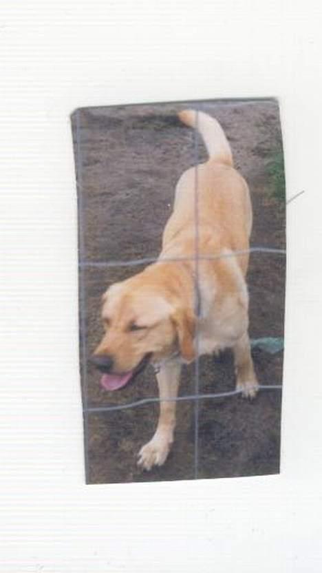 Blanding af racer Jumbo billede 6