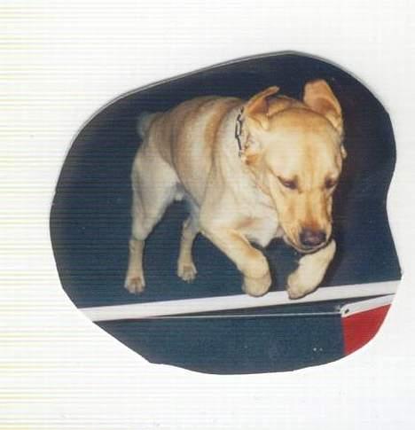 Blanding af racer Jumbo - Weee jeg kan flyve!!!!! billede 7