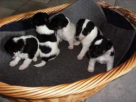 Glathåret foxterrier Jema-Spot Arnold - Jema-Spot Arnold og søskende billede 1