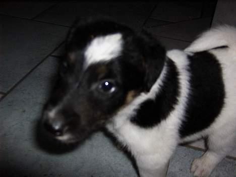 Glathåret foxterrier Jema-Spot Arnold - Jema-Spot Arnold billede 2