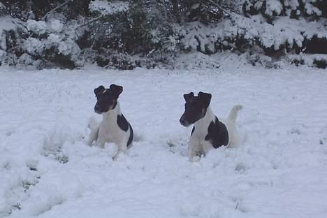Glathåret foxterrier Jema-Spot Arnold - Jema-Spots Arnold  med sin storebror Jema-Spot  Kalle-and billede 4