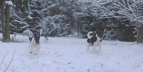 Glathåret foxterrier Jema-Spot Arnold - Jema-Spot Arnold Leger med familien billede 3