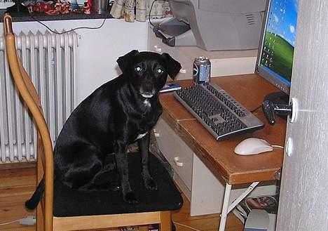 Blanding af racer Bella - Webmasteren Bella billede 1