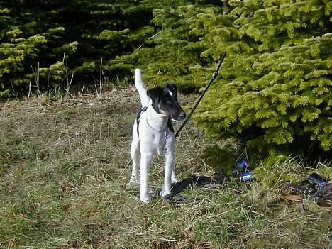 Glathåret foxterrier Jema-Spot Arnold - Jema-spot Arnold  i skoven billede 5